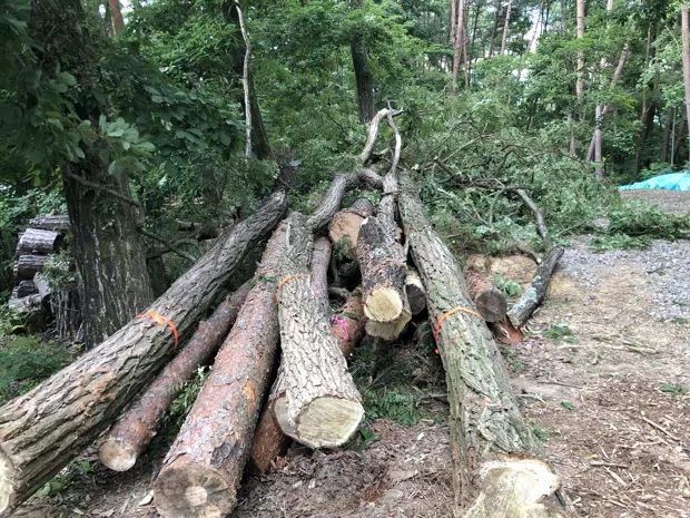 伐採木