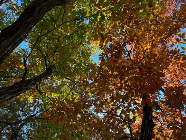 森を拠点に働き暮らす